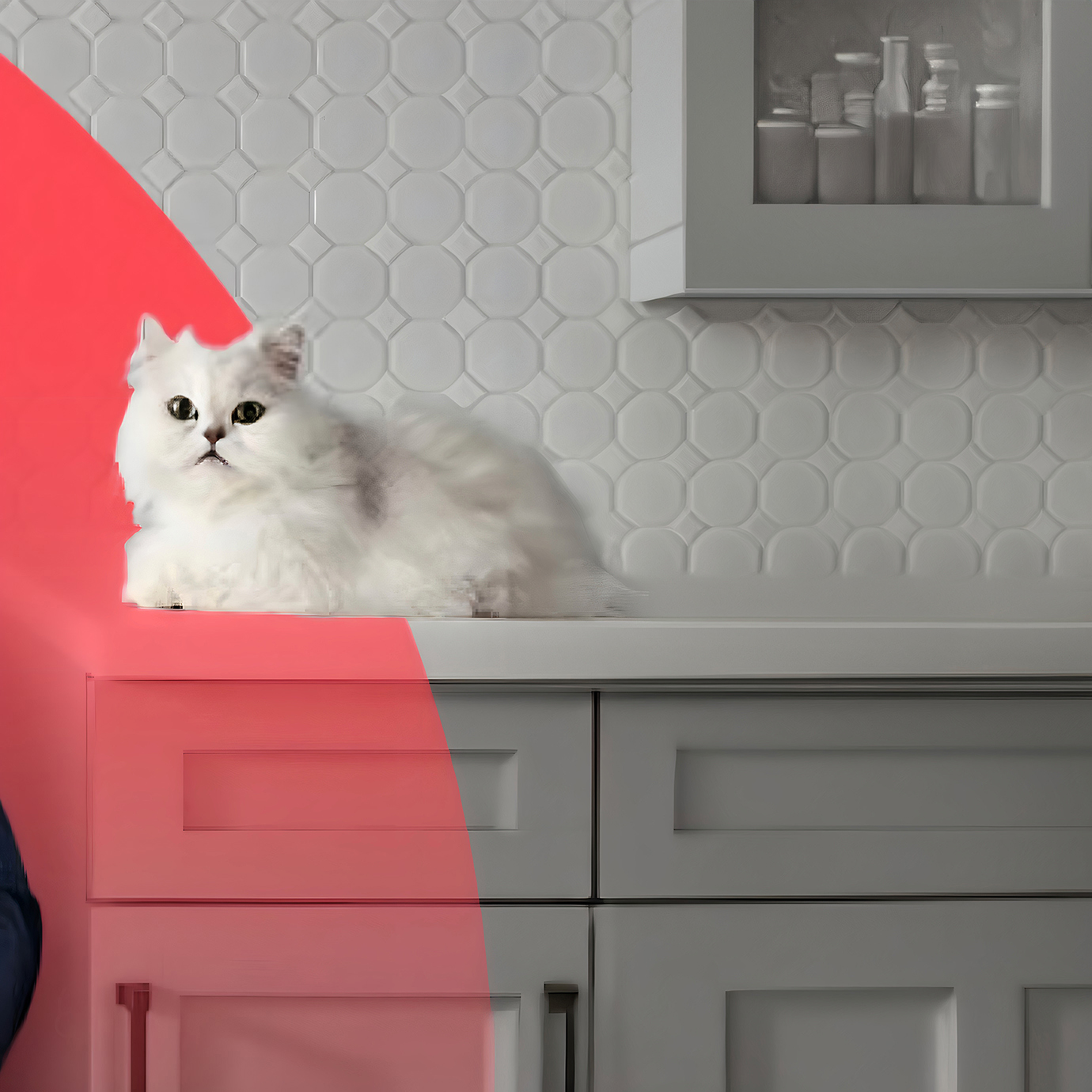 A cat sits on a kitchen counter.